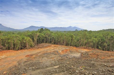 impacts  tropical deforestation   felt   years   earthcom