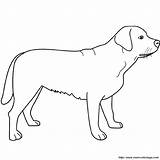 Labrador Stampare Cane Majestuoso Ausmalbild Piedi Cagnolino Honden Tekenen Hond Informatie sketch template