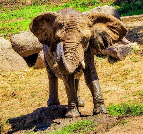 mud bathing elephant photograph by garry gay