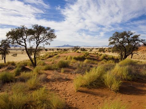 rising  levels destroying african savannah scientists warn  independent  independent