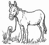 Donkey Colouring Balaam sketch template