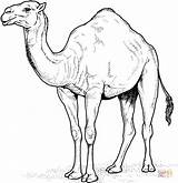 Camellos sketch template