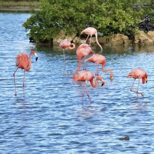 flamingos curacao  willibrordus vind je prachtige flamingos