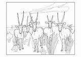 Dioramas Mammals African Coloring Cards sketch template