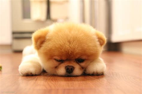 cute fluffy dog pictures   images  facebook tumblr