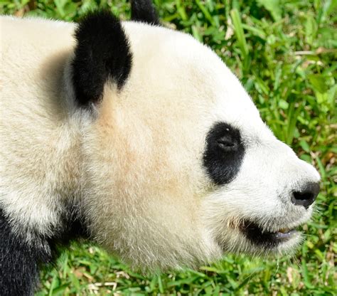 panda bear pandafacecloseupb classroom clipart
