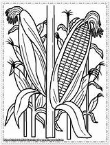 Coloring Pages Corn Printable Kids Drawing Field Indian Plant Cob Color Cornfield Sweet Stalks Wheat Farm Print Template Sheets Preschool sketch template