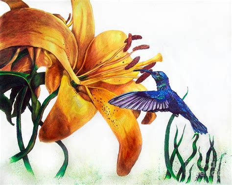 Hummingbird And Yellow Flower Drawing By Scott Parker