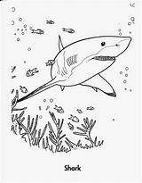 Shark Coloring Pages Printable Sharks Kids Year sketch template