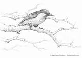 Nuthatch Headed sketch template