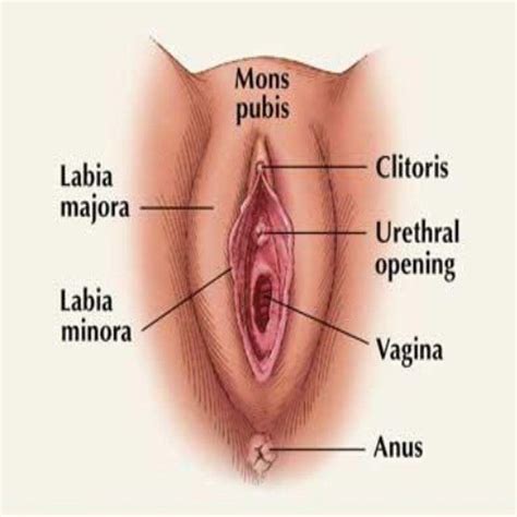 What S In There An Owner S Manual For Your Vagina