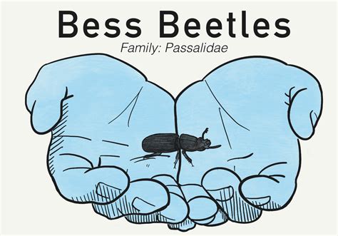 the blug bess beetles scienceline