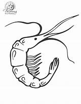 Shrimp Coloring Mantis Pages Drawing Colouring Getdrawings Getcolorings Color sketch template