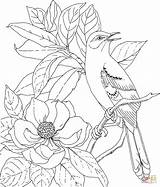 Coloring Bird Pages Flower State Magnolia Mississippi Drawing Mockingbird Printable Birds Flowers Super Supercoloring Books Adult Gif sketch template
