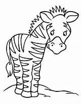 Zebra Baby Cartoon Cliparts Coloring Pages sketch template