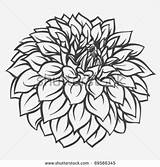Dahlia Flower Pages Clipart Coloring Dahlias Getcolorings Letra Getdrawings sketch template