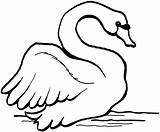 Swan Coloring Pages Animals Mute sketch template