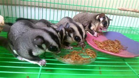 sugar gliders eating meal worm youtube