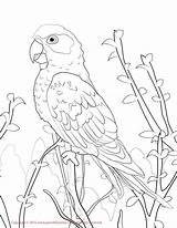 Conure Ausmalbilder Cockatiel Getdrawings Papageien Birds Papegaaien Papagei Papegaai Designlooter sketch template