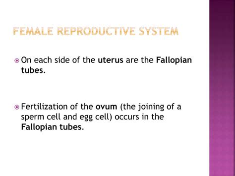 Ppt The Female Reproduction System Powerpoint Presentation Free