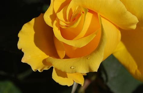 yellow rose macro photograph  linda brody fine art america