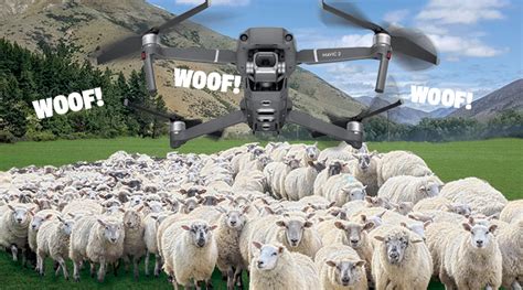 drone works   dog