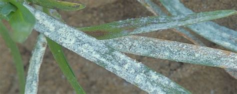 witte schimmel op planten wordt veroorzaakt door aandoeningen