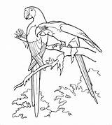 Macaw Coloring Pages Adults Printable Scarlet Coloringbay sketch template