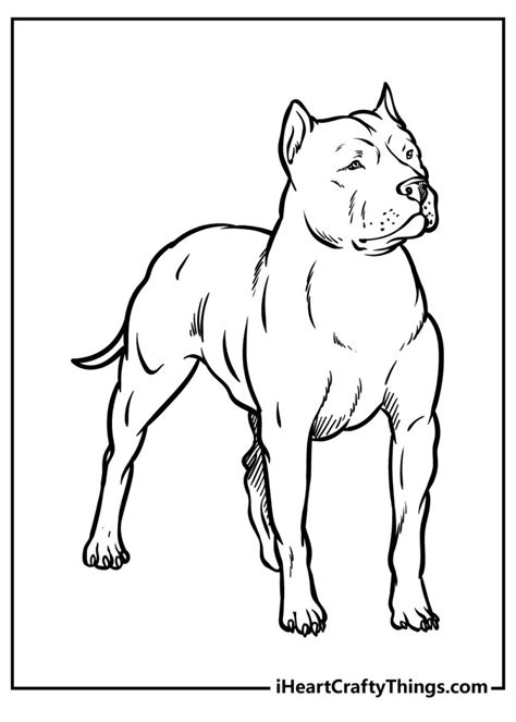 pitbull coloring pages   printables