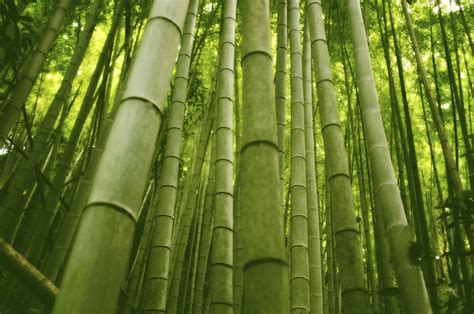 home solidbamboo duurzame en ecologisch bamboe composiet