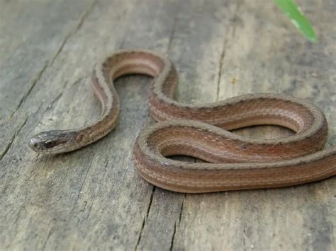 brown snakes  florida   identify  floridaing