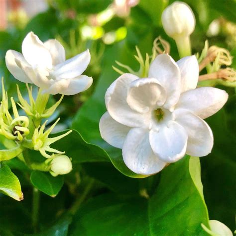 common jasmine plant  sale