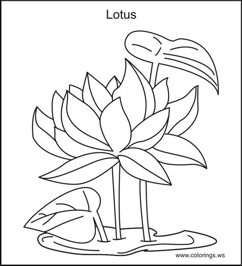 lotus flower coloring page flower coloring page vrogueco