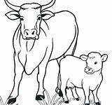 Cow Mucca Mucche Lembu Vitello Kanak Cows Koleksi Webtech360 Mewarna Kreatif sketch template