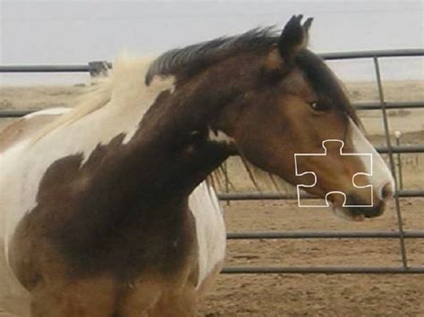american indian horse horse breeds horse games