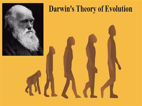 charles darwin theory  evolution  natural selection