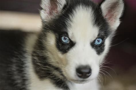 white wolf  cute husky puppy pictures      day