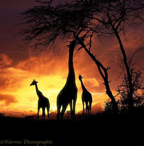 giraffs  sunset photo wp