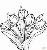 Tegninger Tulipaner Til Tulips Farvelægning sketch template