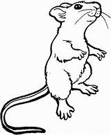 Pages Rodent Coloring Getcolorings sketch template