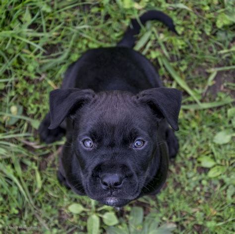 black puppy black puppy puppies animals