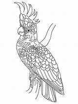 Pages Cockatoo Coloring Cockatoos Birds Drawings Print Kids 79kb 1000px Fun Recommended sketch template