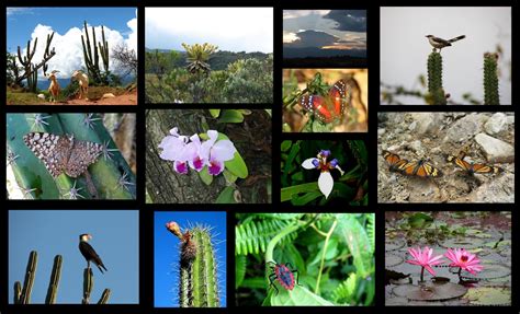 fauna y flora colombiana fauna y flora colombiana
