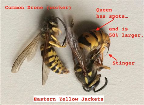 yellow jacket drone  worker drone hd wallpaper regimageorg