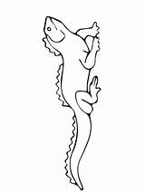 Tuatara Coloring Pages Printable Drawing Supercoloring Choose Board Crafts Category Printables Categories sketch template