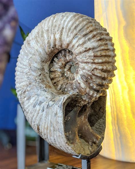 ammonite igneous theory