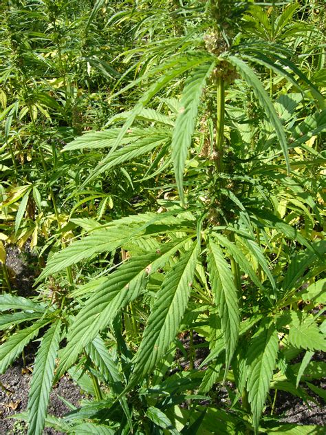 filehemp plants cannabis sativa single jpg