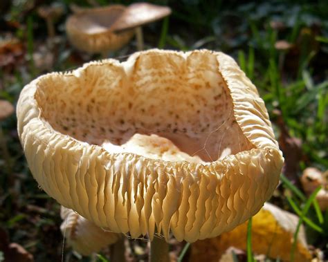 mushroom cup photograph  penny mcclintock