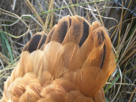 windy acres diary chicken feathers