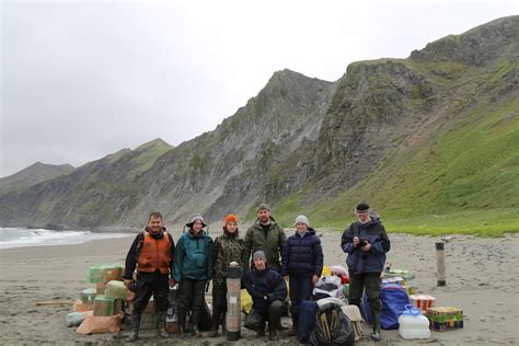 arctic fox research  medny island imya sayta na angliyskom